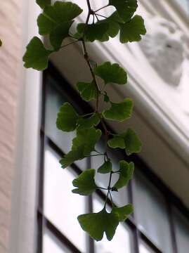 Image of Ginkgoopsida