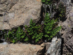 Image de Oeosporangium guanchicum (Bolle) Fraser-Jenk. & Pariyar