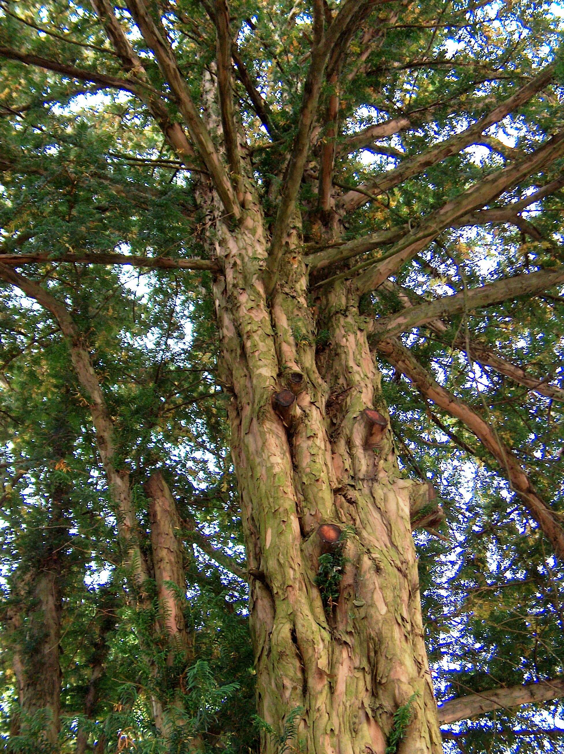 Image of English yew