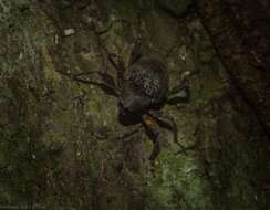 Image of Onidistus araneus Pascoe 1870