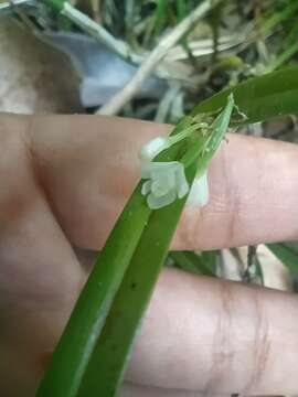 Image of Scaphyglottis behrii (Rchb. fil.) Benth. & Hook. fil. ex Hemsl.