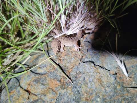 Слика од Hemidactylus reticulatus Beddome 1870