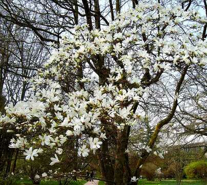 Image of Magnolia cylindrica E. H. Wilson