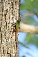 Image of Anolis ignigularis Mertens 1939