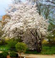 Image de Prunus nipponica Matsum.