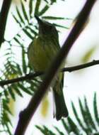 Image of Stripe-necked Tody-Tyrant