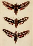 Image of striped hawk-moth