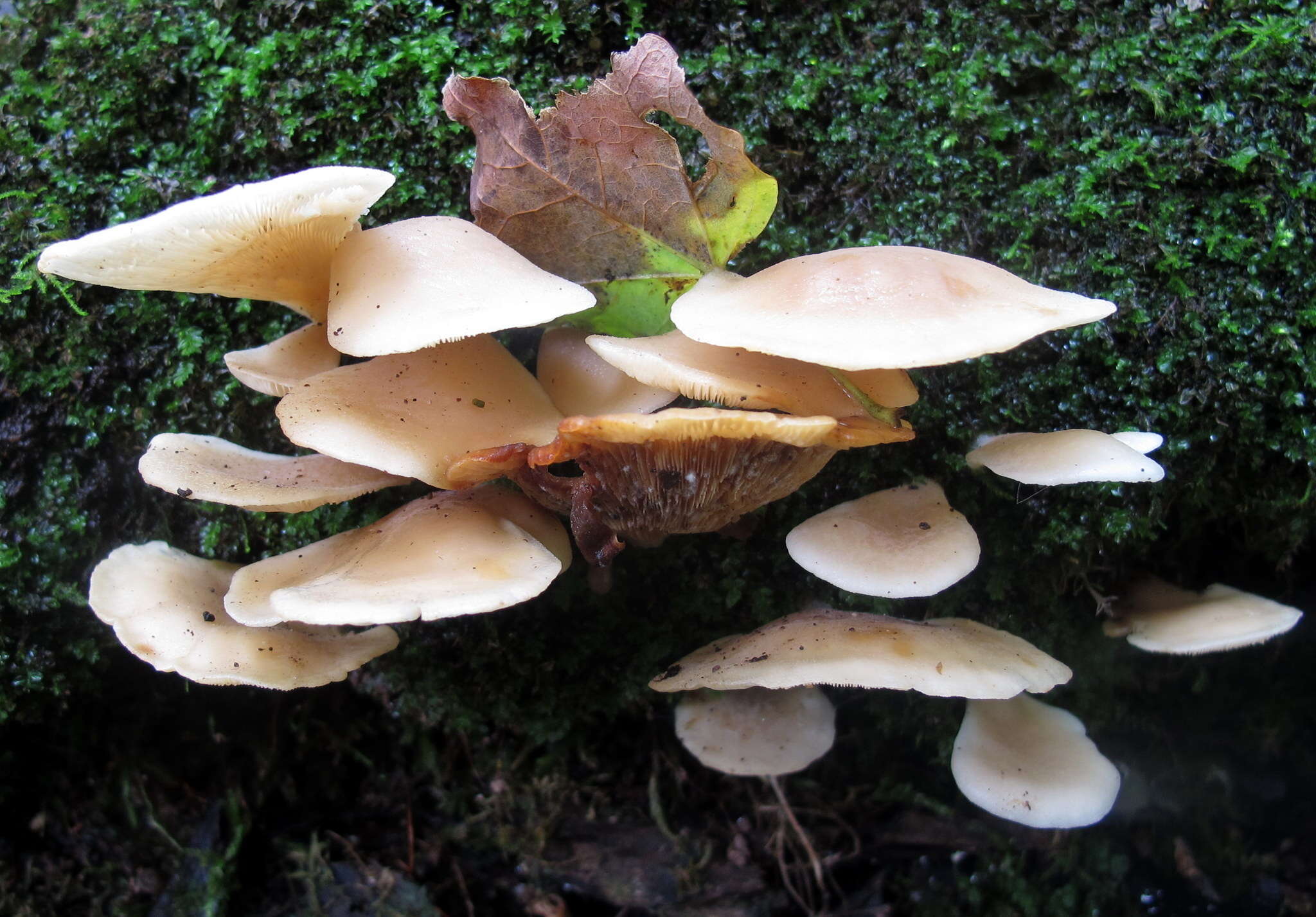 Image of Hohenbuehelia angustata (Berk.) Singer 1951