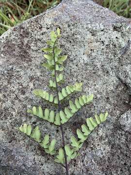 Image of Oeosporangium viride var. glauca (Sim)