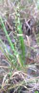 Image of Small-Head Marsh-Elder