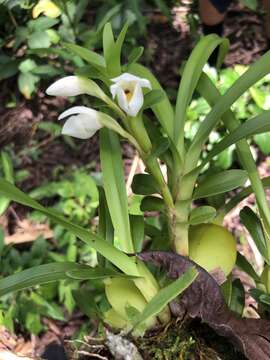 Image of Maxillaria camaridii Rchb. fil.