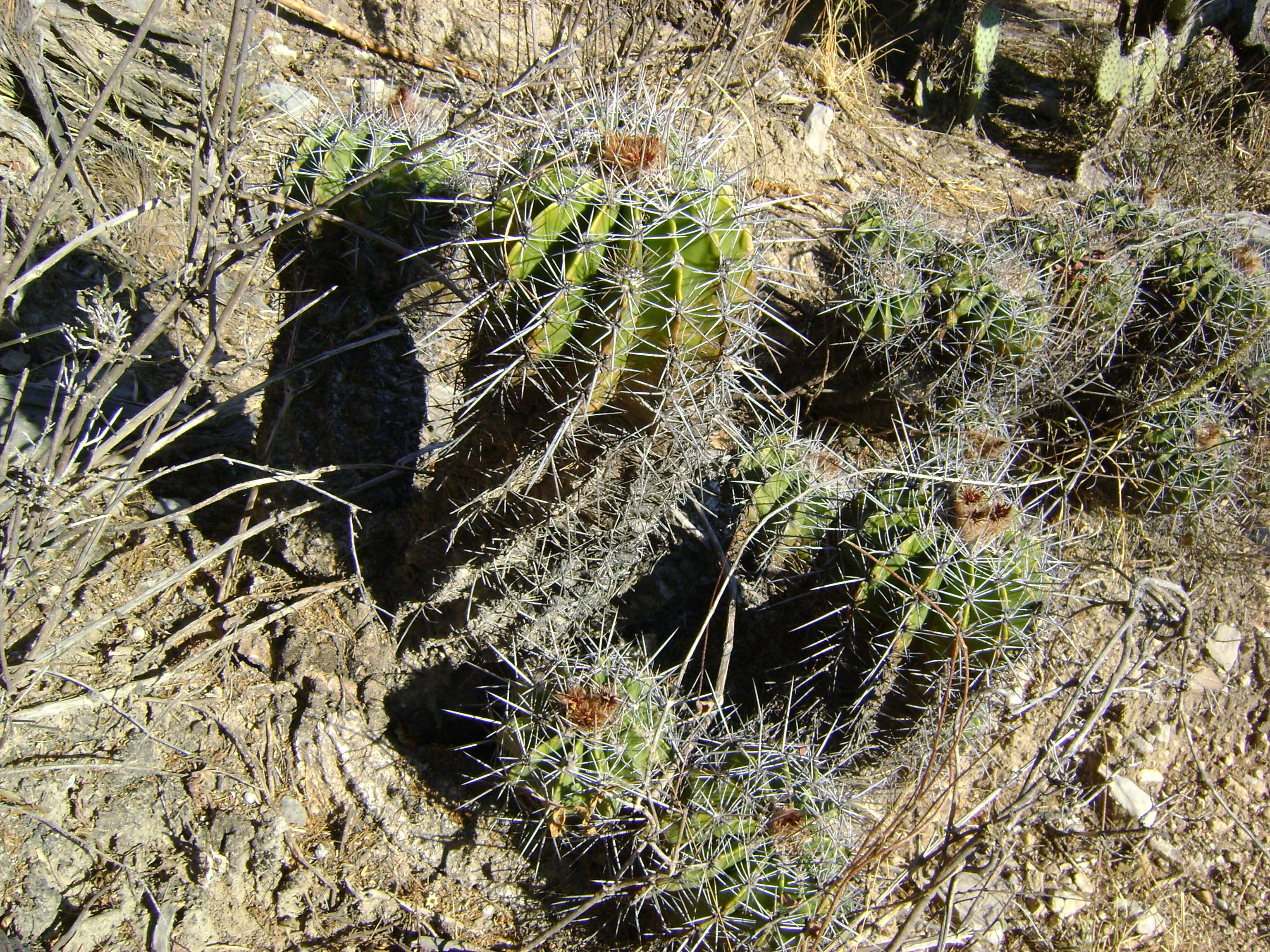 Image of Ferocactus flavovirens (Scheidw.) Britton & Rose