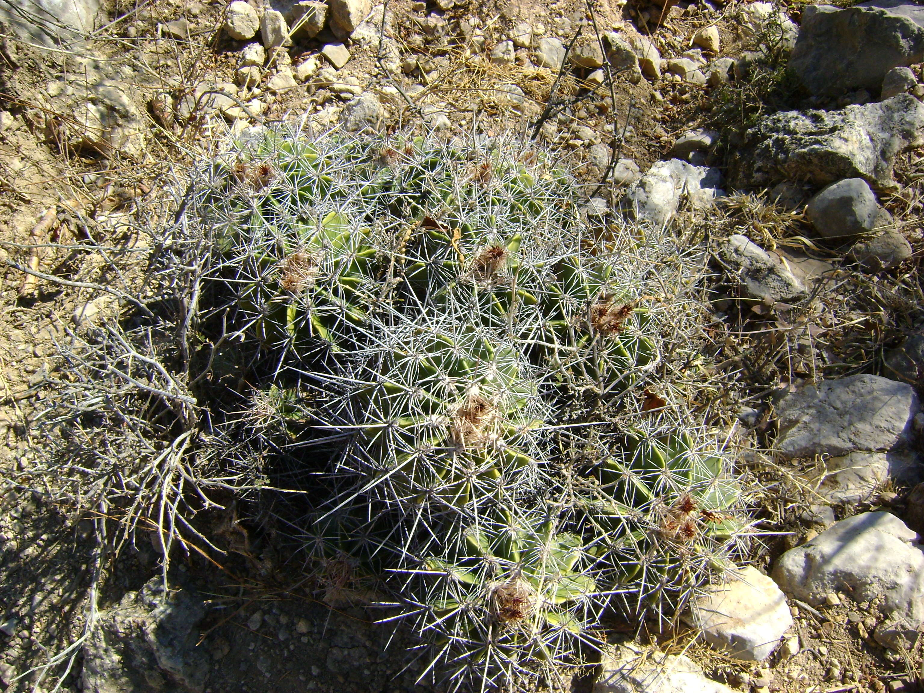 Image of Ferocactus flavovirens (Scheidw.) Britton & Rose