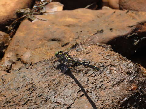 Image of Stylurus spiniceps (Walsh 1862)