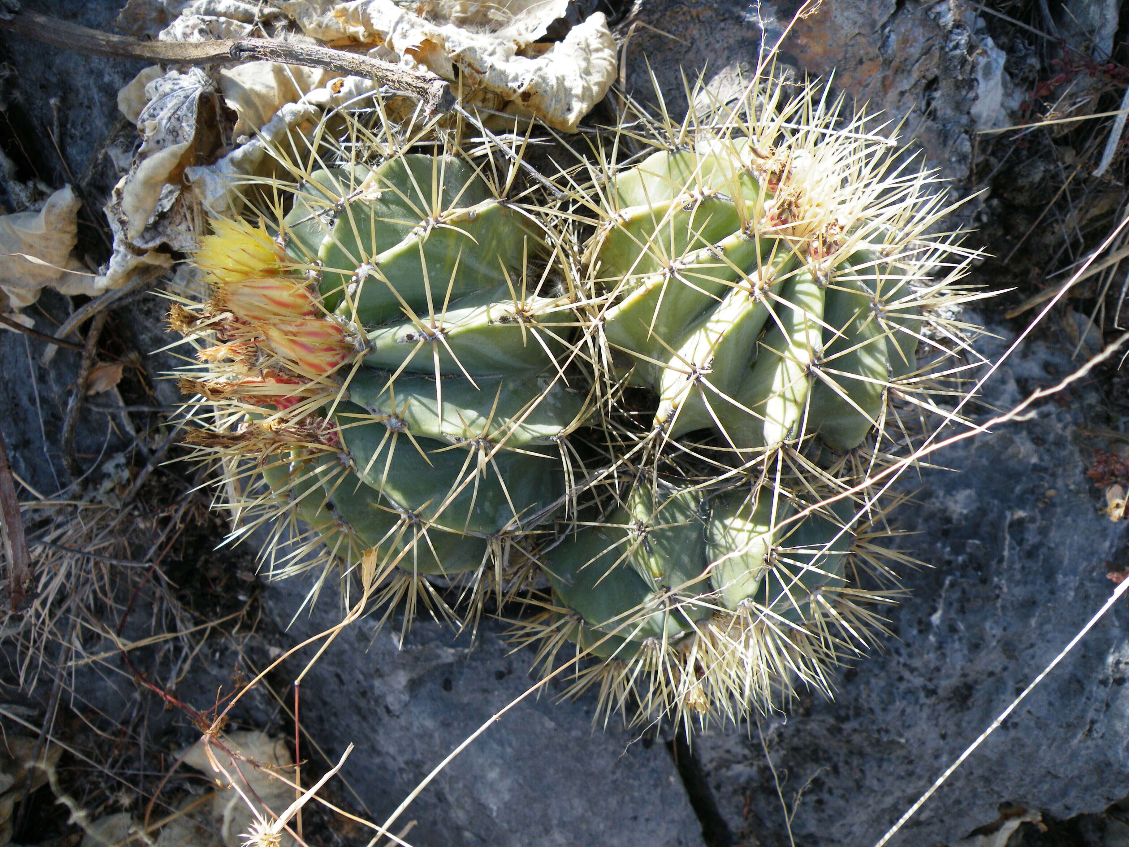 Ferocactus glaucescens (DC.) Britton & Rose resmi