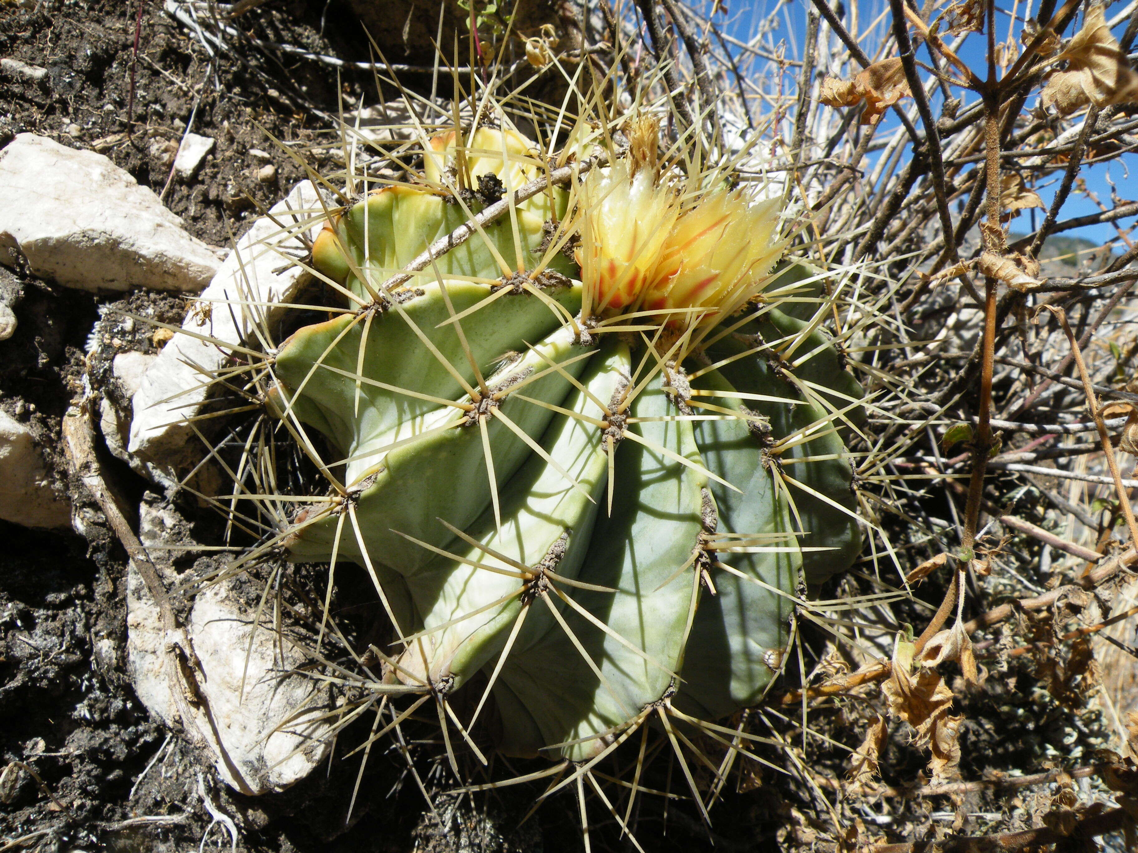 Ferocactus glaucescens (DC.) Britton & Rose resmi