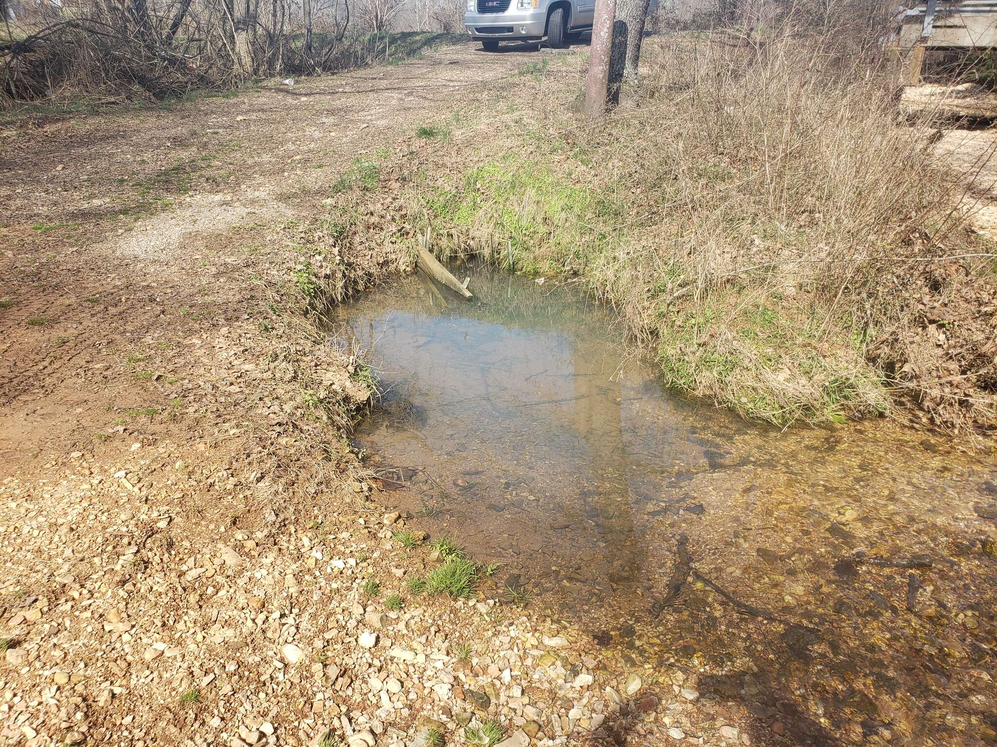 Image of Naseux noir de l&#39;ouest