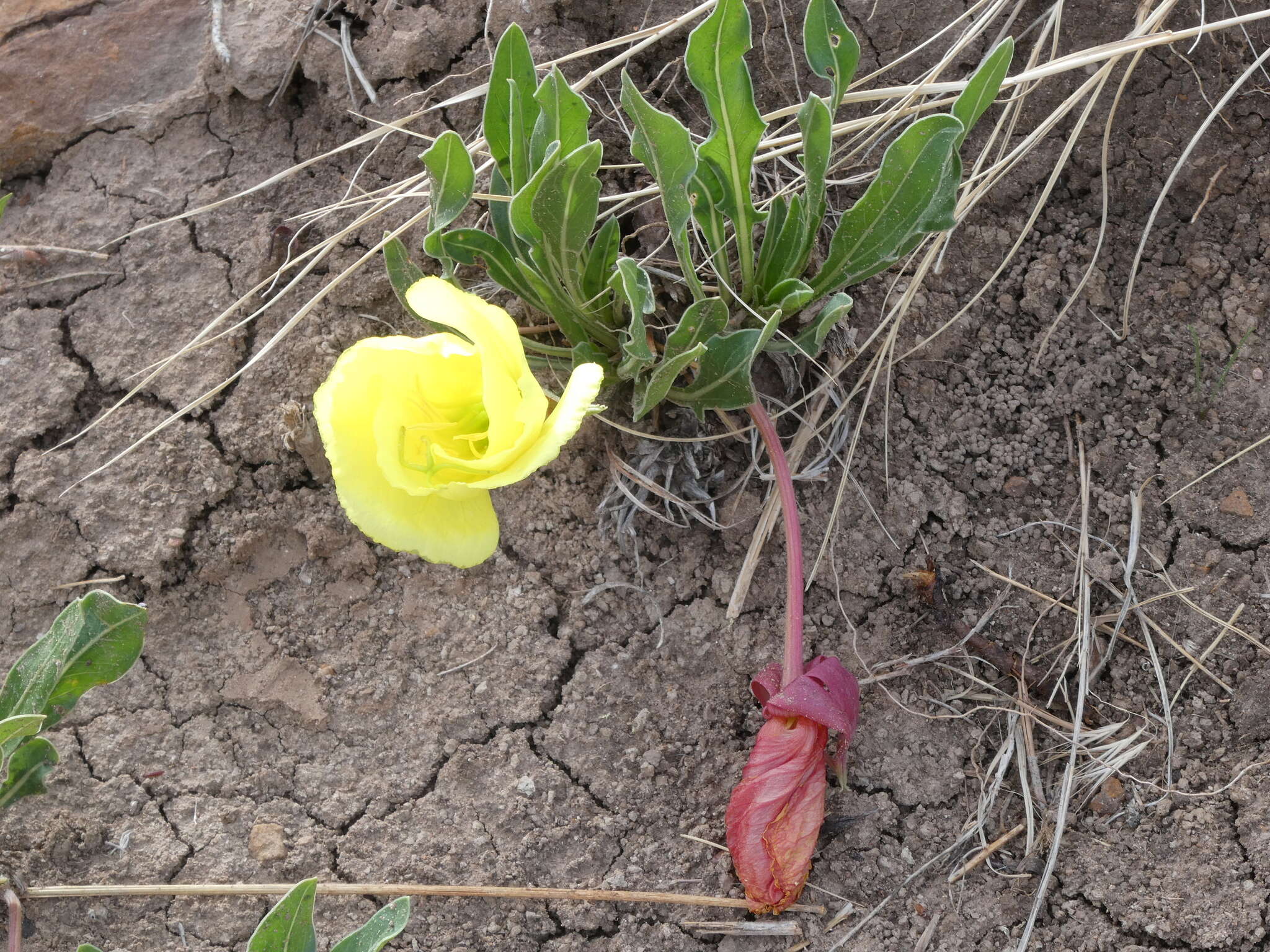 Oenothera howardii (A. Nels.) W. L. Wagner resmi