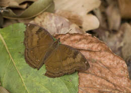 Image of chocolate pansy