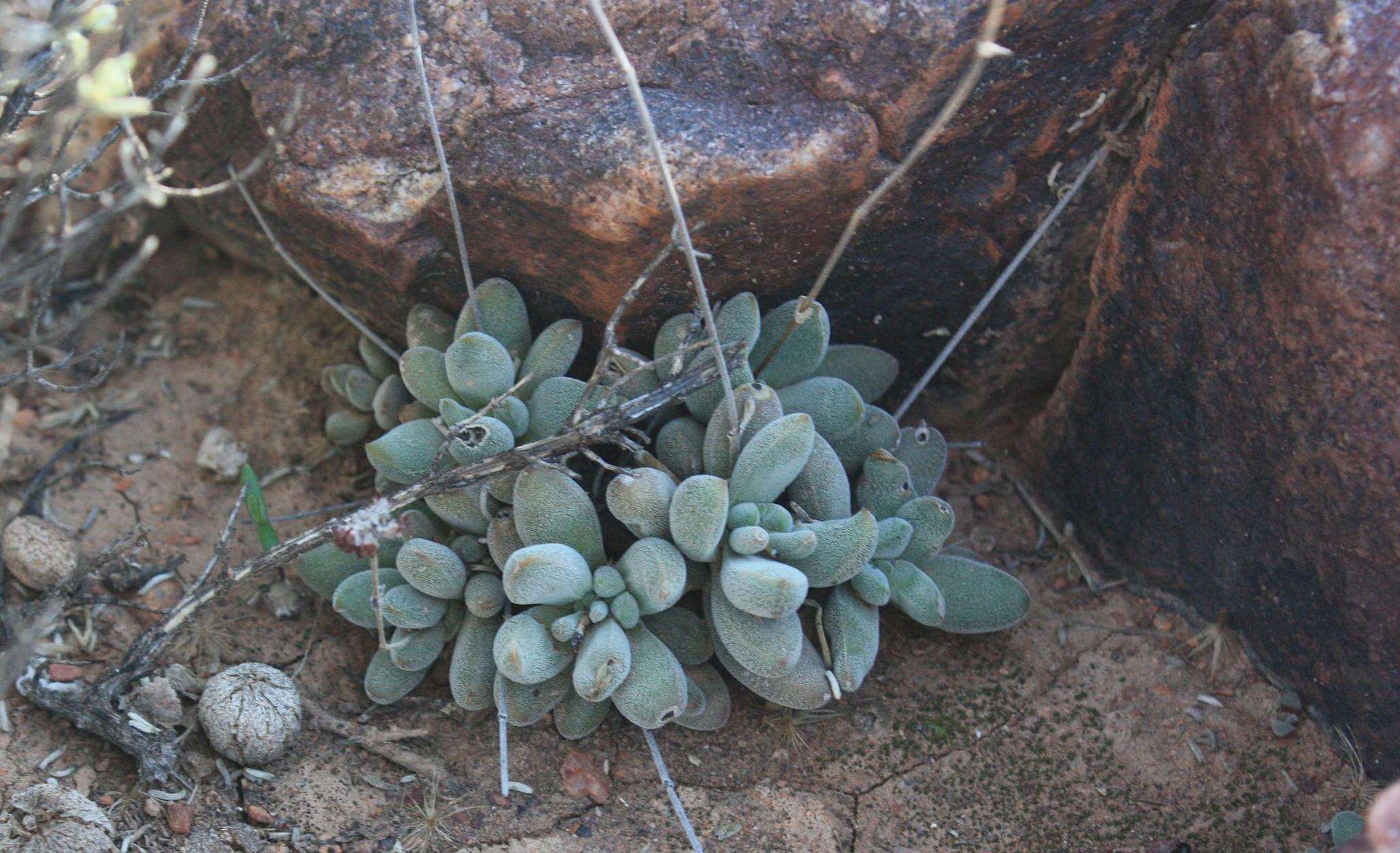 Crassula namaquensis subsp. namaquensis resmi