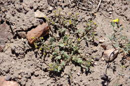 Image of Mono phacelia