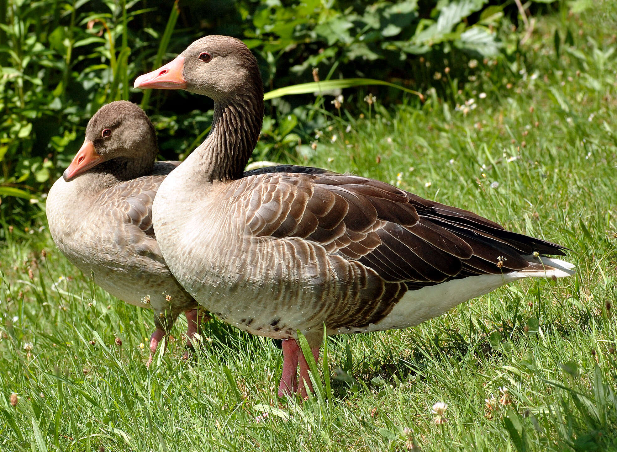 Image of Greylag Goose