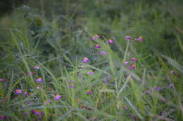 Image de Bidens clavata R. Ballard