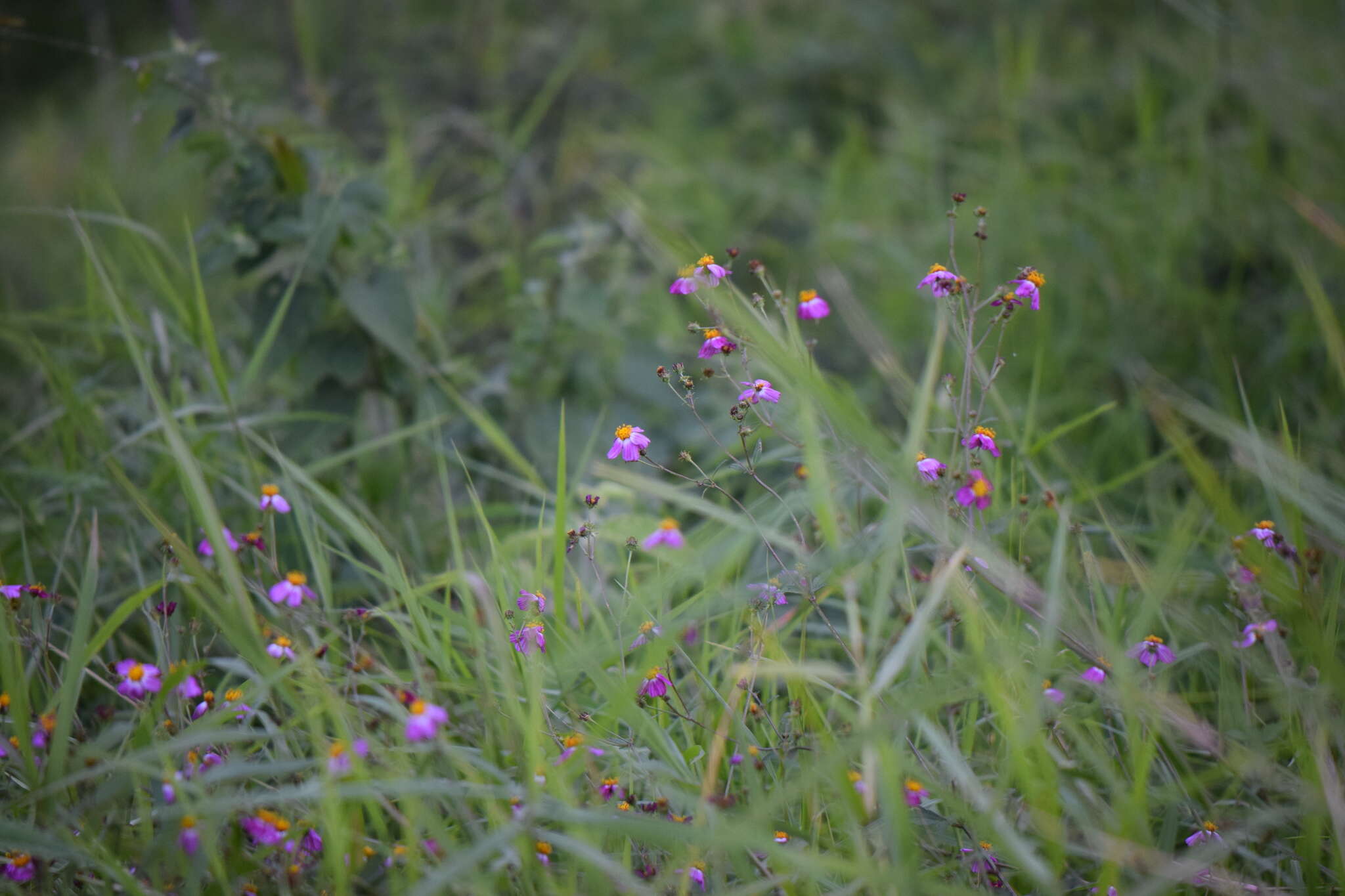 Image de Bidens clavata R. Ballard