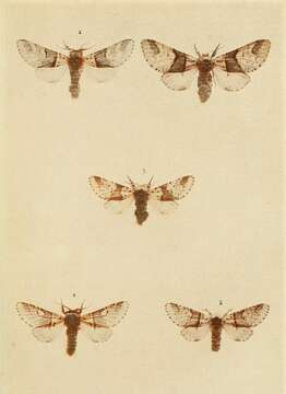 Image of sallow kitten (moth)