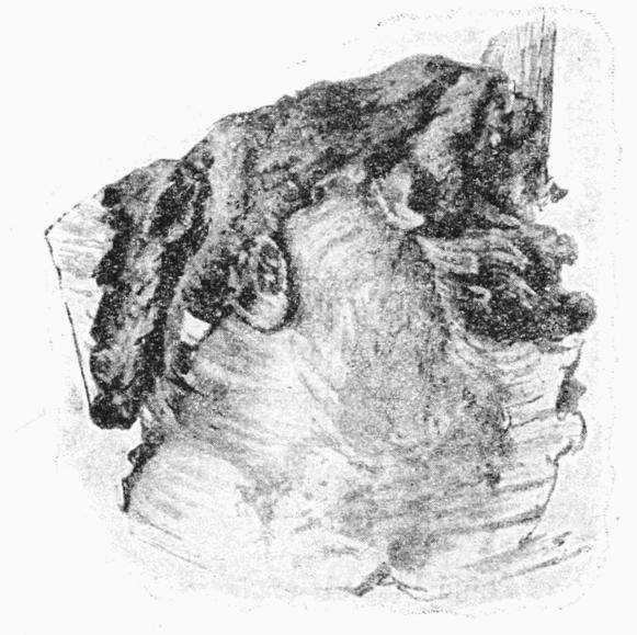 Image of Furcula bicuspis Borkhausen 1790