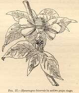 Imagem de Hymenopus coronatus Olivier 1792