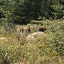 Image of Cinnamon bear