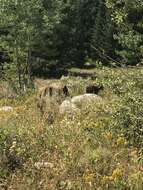 Image of Cinnamon bear