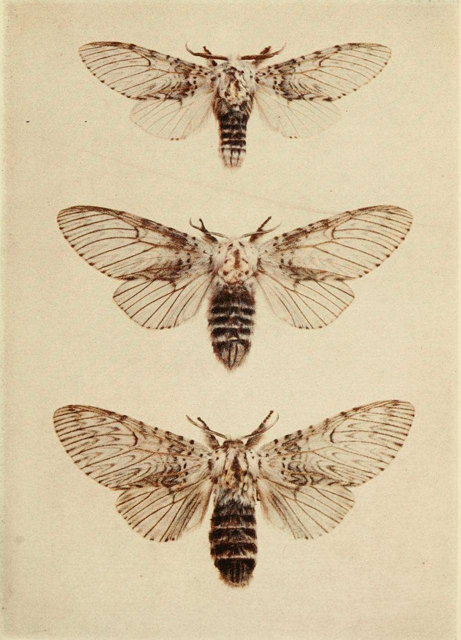 Image of Puss moth