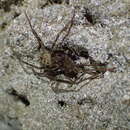 Image of Nelson Cave Spider