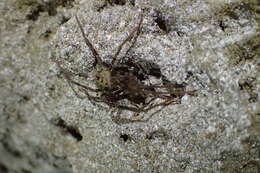 Image of Nelson Cave Spider