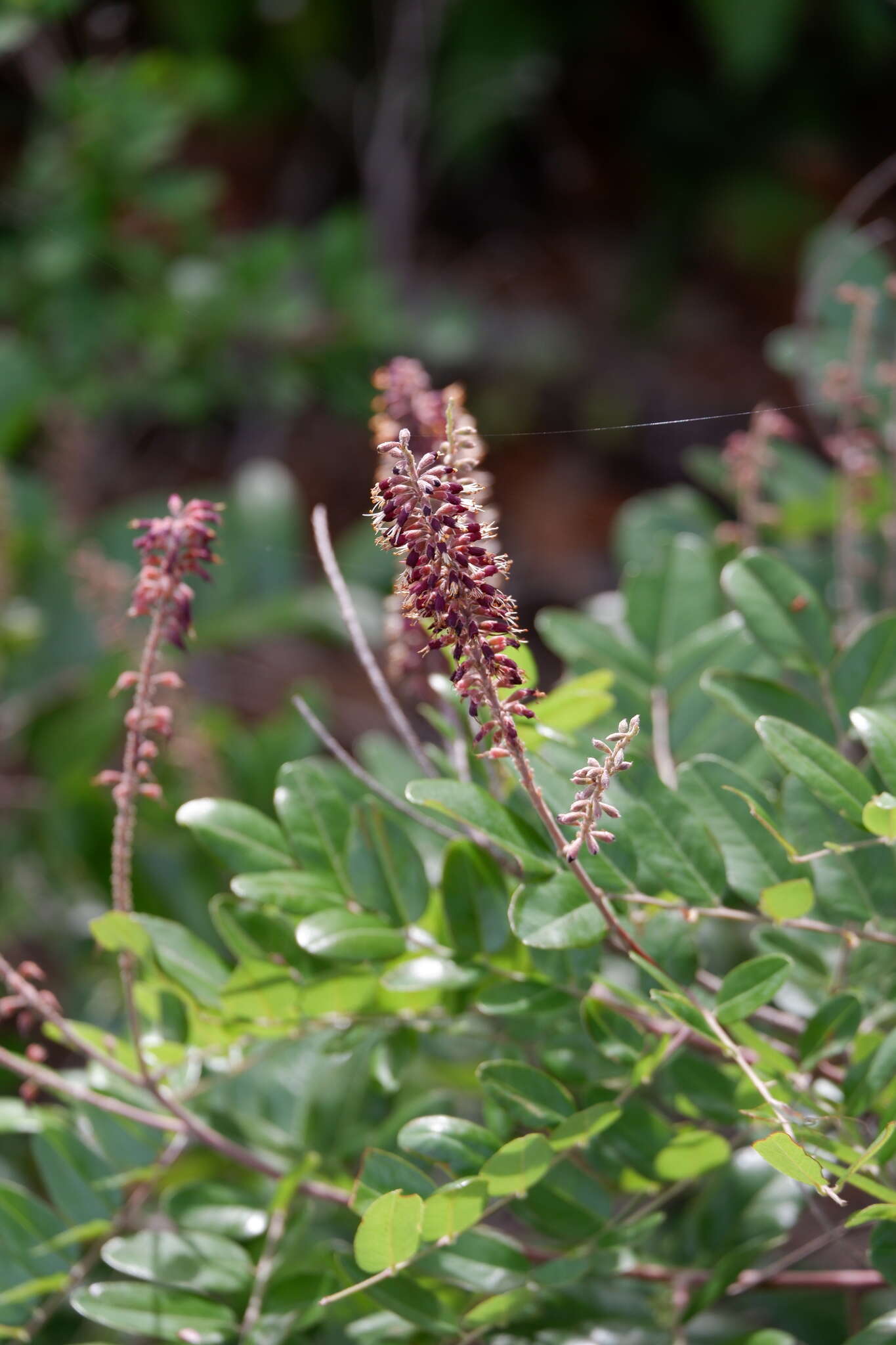 Image of Roemer's Indigo-Bush