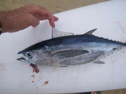 Image of Longtail Tuna