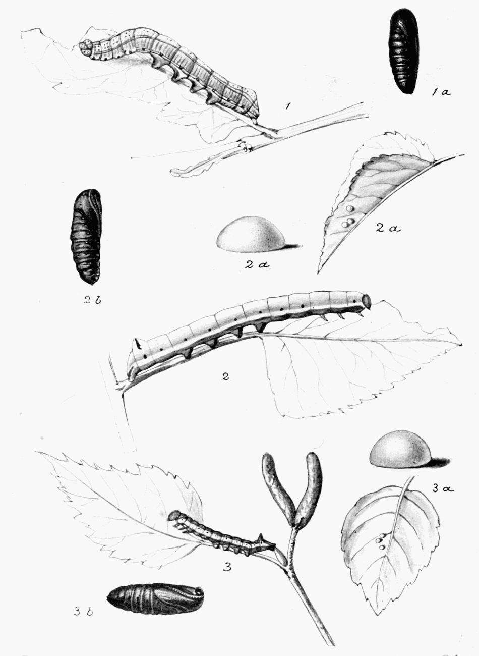 Image of Greater Swallow Prominent