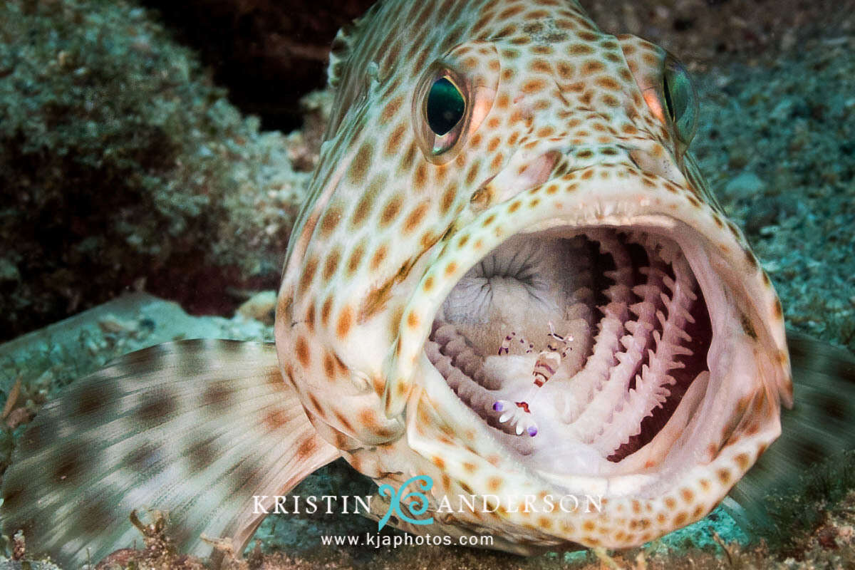 Image of Dwarf-spotted Grouper