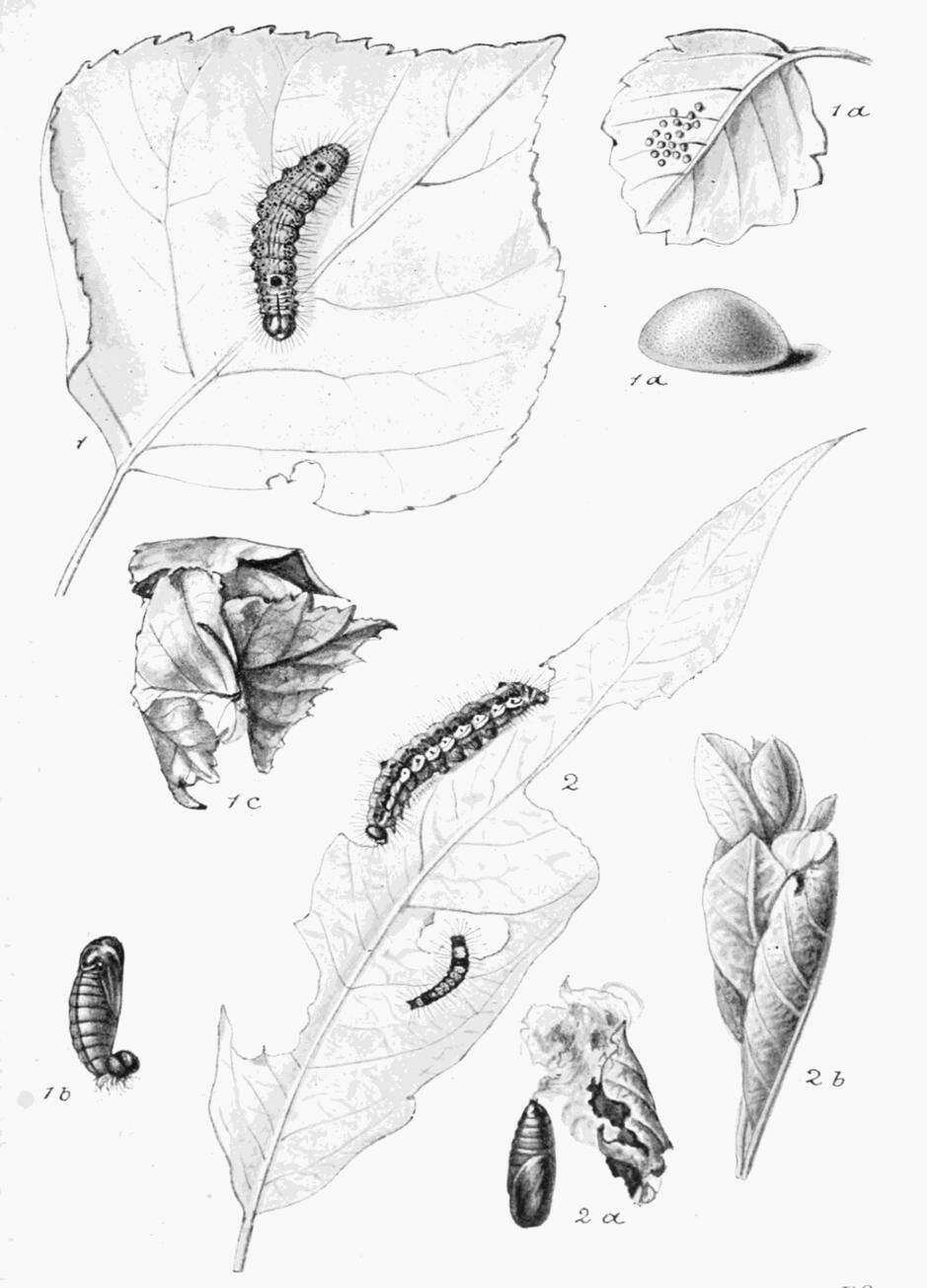 Image of Clostera pigra Hüfnagel. 1766