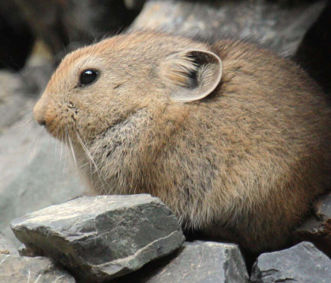 Image of Pallas’s Pika