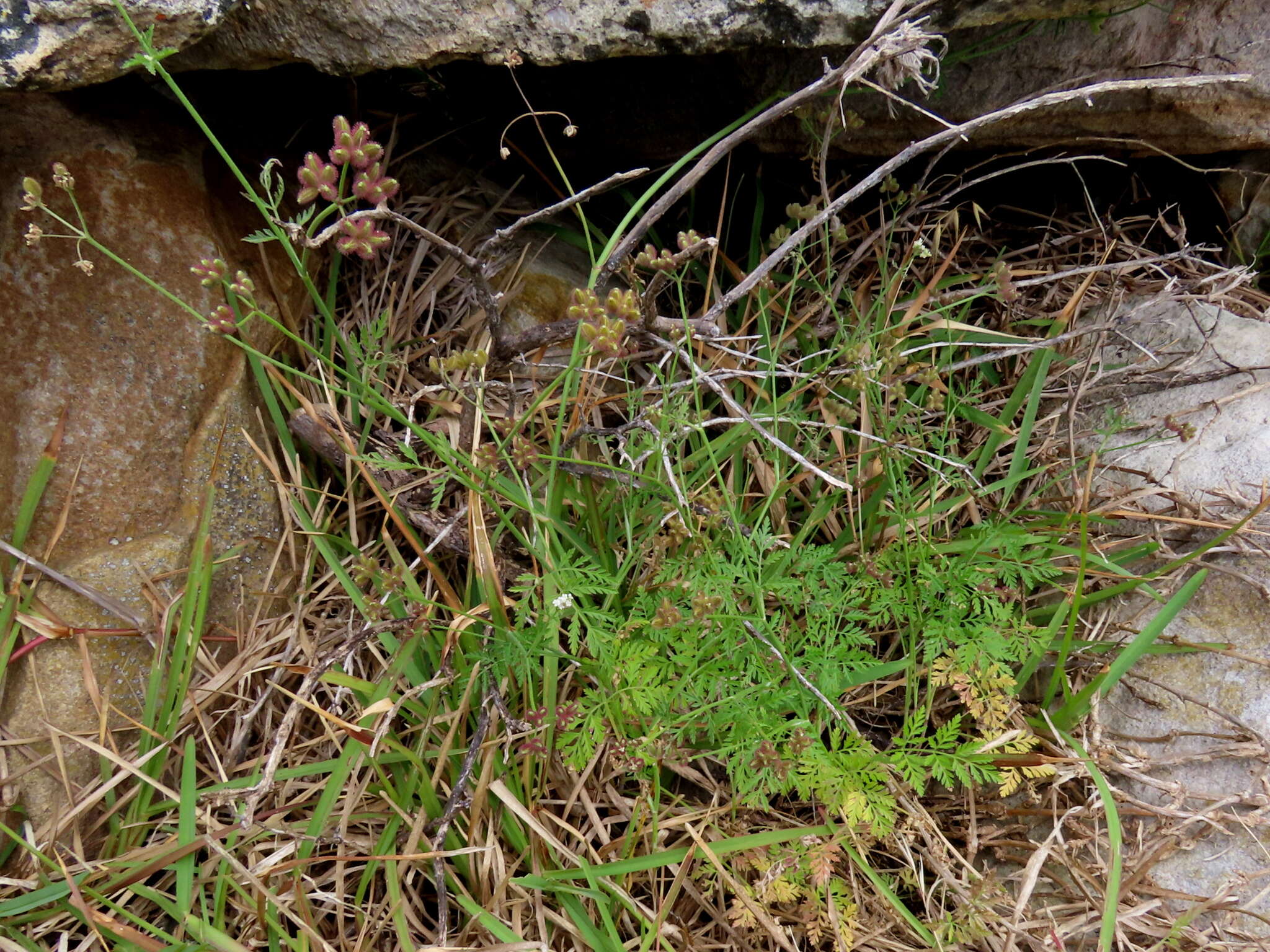 Image of spreading hedgeparsley