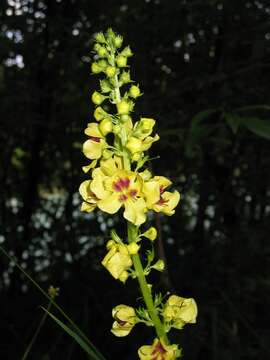 Verbascum nigrum L. resmi