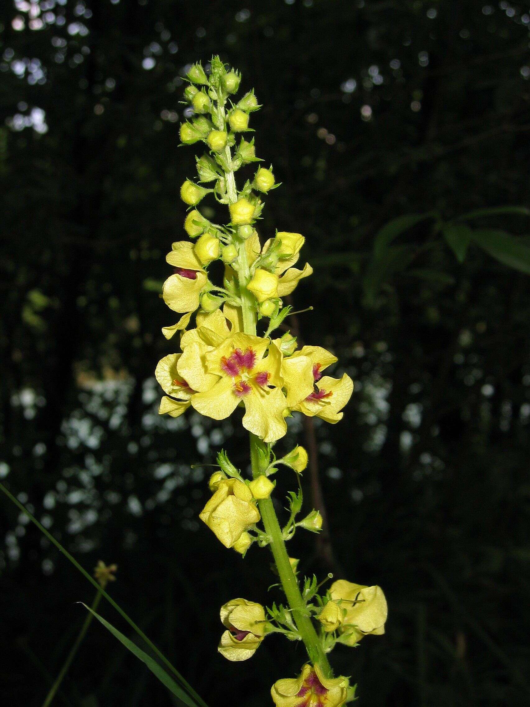 Verbascum nigrum L. resmi