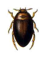 Image de Noterus clavicornis