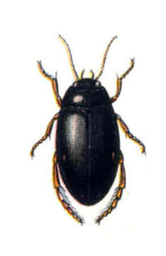 Image of Ilybius quadriguttatus (Lacordaire 1835)