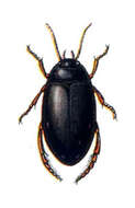 Image of Ilybius ater (De Geer 1774)