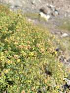 Image of Eriogonum galioides I M. Johnst.