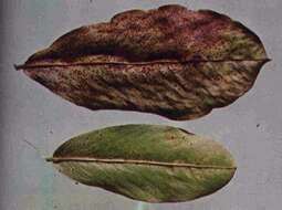Image of Puccinia arachidis Speg. 1884
